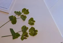 Herbarium Kuno Bantu Lacak Dampak Perubahan Iklim