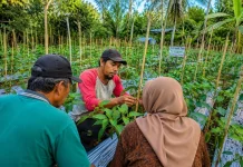 Aparatur Pemdes Pundungsari Beri Teladan Ketahanan Pangan Lewat Budidaya Cabai