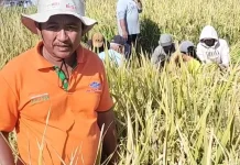 Para Petani di Jember Mulai Panen Raya Padi