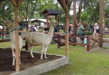 Menengok Ijen Farmhouse, Wisata Edukasi Keluarga Bernuansa Eropa