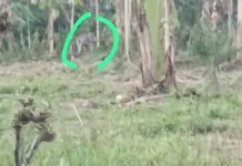 Serangan Hama Monyet Meresahkan Petani di Tunjung Gucialit