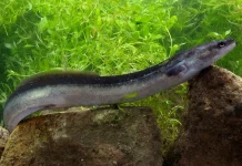Belut Purba Lough Neagh Terancam, Penangkapan Dihentikan Demi Selamatkan Populas