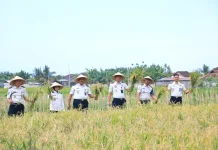 Lapas Banyuwangi Panen Padi Manfaatkan Lahan SAE