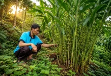 Warisan Rempah Nusantara Kapulaga Lumajang Tetap Diminati Dunia