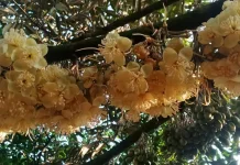 Aroma Bunga Durian Sukoreno Pemicu Semangat Petani
