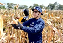 Rutan Situbondo Panen Jagung, 3 Hektare 20 Ton