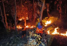 Kebakaran Lahan Perhutani Seluas 4 Hektare Jalur Arak-arak
