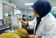 Ini Cara Peneliti Temukan Tingkat Kematangan Durian