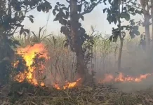 Kebakaran Hanguskan Lahan Tebu, Kerugian Capai Puluhan Juta