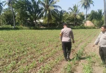 Polsek Klabang Tanam Jagung di Sumbersuko, Dukung Ketahanan Pangan Nasional