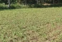 Petani Jember Mulai Tanam Jagung