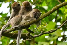 Monyet Turun Gunung, Alarm Kerusakan Habitat di Lumajang