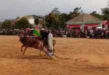 Karapan Sapi Kembali Digelar, Ribuan Warga Meriahkan HUT ke-81 RI di Wringin