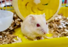 Hamster Jadi Hewan Peliharaan yang Disukai Anak-anak
