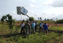 Petani Lumajang Kendalikan Hama Tikus dengan Rubuha