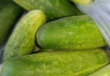 Timun, Segar dan Kaya Air, Punya Beragam Manfaat bagi Kesehatan