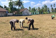 Gerakan Nyata Sumbersuko, Polsek Klabang Kobarkan Semangat Swasembada Pangan
