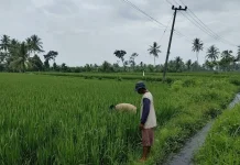 Pemerintah Lumajang Diminta Terapkan Aturan Pola Tanam Serentak untuk Tekan Hama