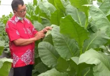 Gudang Belum Buka dan Kuota Tak Jelas, Petani Tembakau di Bondowoso Cemas