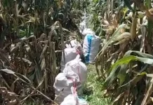 Harga Jagung di Jember Bertahan Tinggi, Petani Diuntungkan