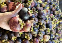 Pedagang Buah Jember Manfaatkan Musim Manggis untuk Tingkatkan Penjualan