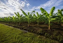 Lumajang Targetkan Pengembangan Pisang Cavendish hingga 300 Hektare