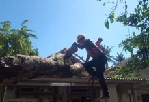 Angin Kencang Tumbangkan Pohon, Dua Rumah Warga Grujugan Rusak Ringan
