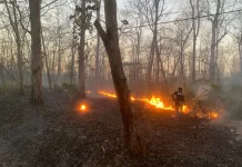 Petugas TN Baluran Amankan Pria Diduga Membakar Hutan