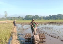 TNI di Kedungjajang Lumajang Suport Swasembada Pangan Nasional