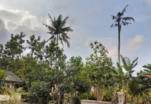 BPBD Lumajang Himbau Masyarakat Adanya Angin Kencang