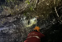 BPBD Jember Catat 28 Kebakaran Selama Musim Kemarau, Warga Diminta Waspada