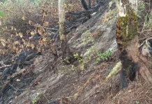 Gunung Raung Terbakar, Jalur Pendakian Ditutup sementara