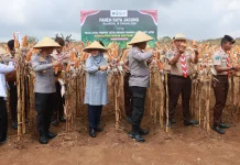 Produksi Jagung Banyuwangi Tembus 250 Ribu Ton, Tetap Surplus