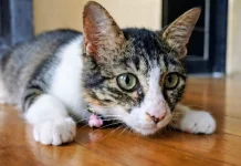 Kucing, Hewan Mungil yang Jadi Teman di Rumah