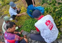 Diduga Curi Jeruk, Dua Pria di Banyuwangi Dimassa, Satu Meninggal Dunia
