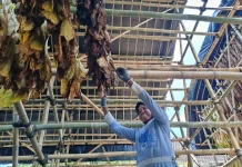 DBHCHT Lumajang Dukung Kebutuhan Produksi hingga Pascapanen Petani Tembakau