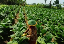 Harga Tembakau Kasturi Lumajang Capai Rp60 Ribu per Kilogram