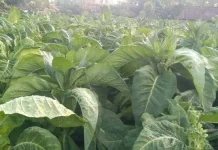 Petani Tembakau di Jember Selatan Was-was, Hujan Mulai Turun