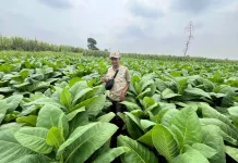 Dari Bahan Sekitar, Petani Tembakau Lumajang Belajar Bikin Pupuk Organik