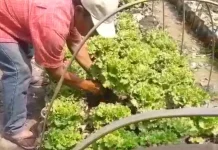 Selada Organik Jember Panen Melimpah, Petani Raup Untung