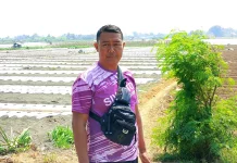 Produksi Petani Semangka Jember Tembus Pasar Besar, Jakarta dan Bandung