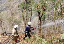 Kebakaran Lahan Merembet ke Kandang Sapi
