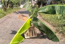Jalan Tempeh-Pasrujambe Rusak, Puluhan Pemuda Lumajang Tanam Pohon Pisang