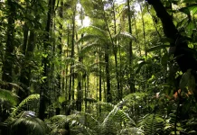 Hutan Lestari Jadi Penyangga Kehidupan dan Sumber Penghidupan Masyarakat