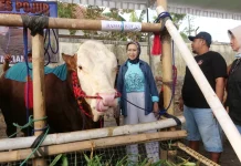 Kontes Ternak Kembali Digelar, Peternak Lumajang Dapat Ruang Tunjukkan Potensi