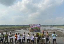 Gerakan Tanam Serentak, 6 Hektare Sawah di Rowokangkung Ditanami Padi