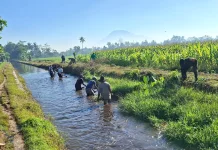 Petani di Dawuhan Wetan Bersihkan Saluran Irigasi