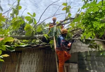 Angin Kencang, Pohon Tumbang Timpa Rumah Warga