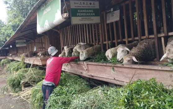 Balai Ternak Raung Mandiri, Jalan Mustahik Jember menuju Kemandirian