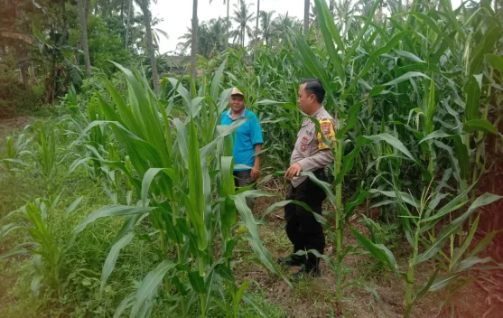 Bhabinkamtibmas Tapen Pantau Perkembangan Jagung Warga